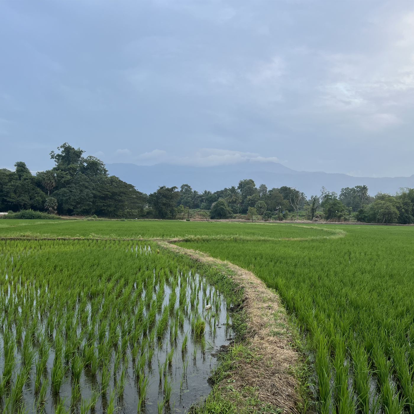 Kerala red rice paddy farmer in Thrissur