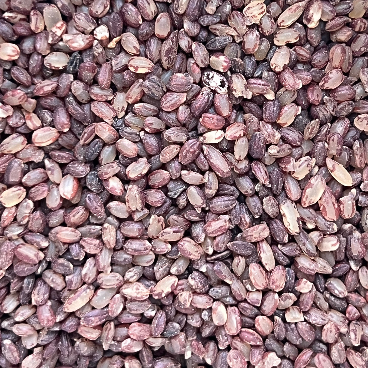 Kerala Matta rice burgundy grains closeup