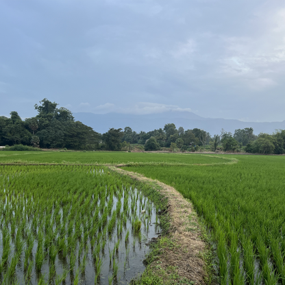 Kuruva Red Rice